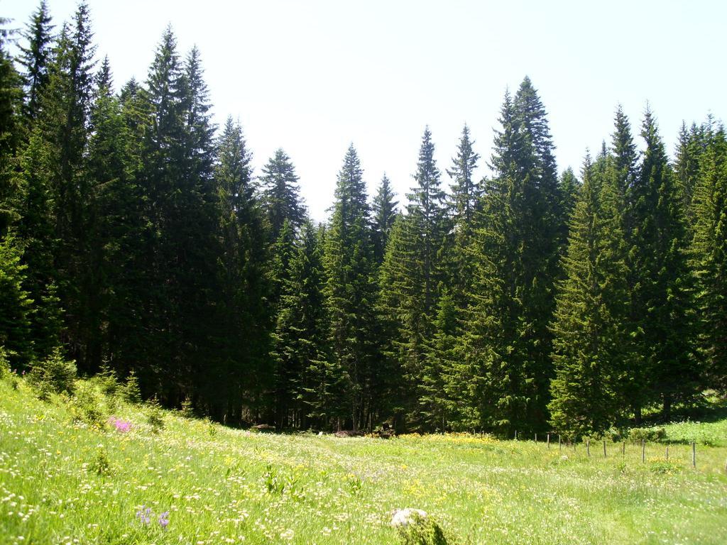 Apartment Vujisic Žabljak Szoba fotó
